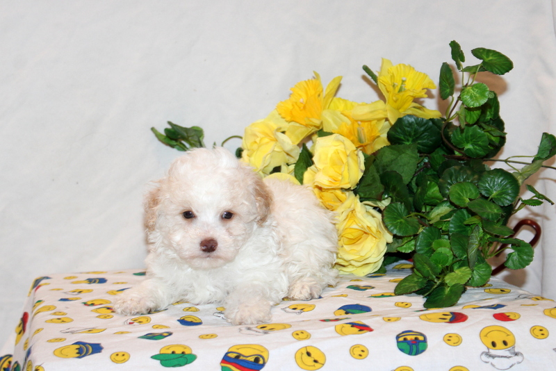 puppy, for, sale, Toy Poodle, Matthew B. Stoltzfus, dog, breeder, Gap, PA, dog-breeder, puppy-for-sale, forsale, nearby, find, puppyfind, locator, puppylocator, aca